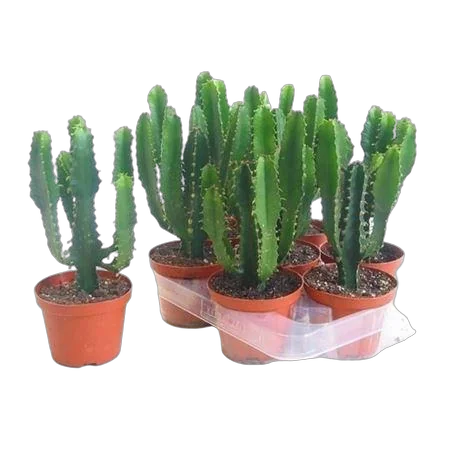 Молочай треугольный, трехгранный - Euphorbia Triangularis D11 H25