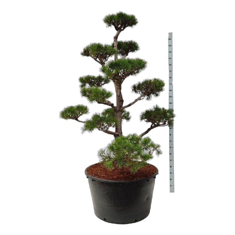 Бонсай Сосна - Bonsai Pinus contorta D90 H200