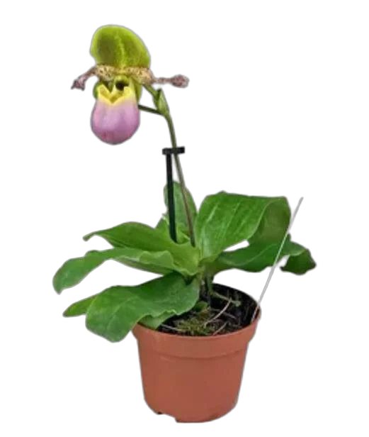 Пафиопедилум - Paphiopedlium D12 H40