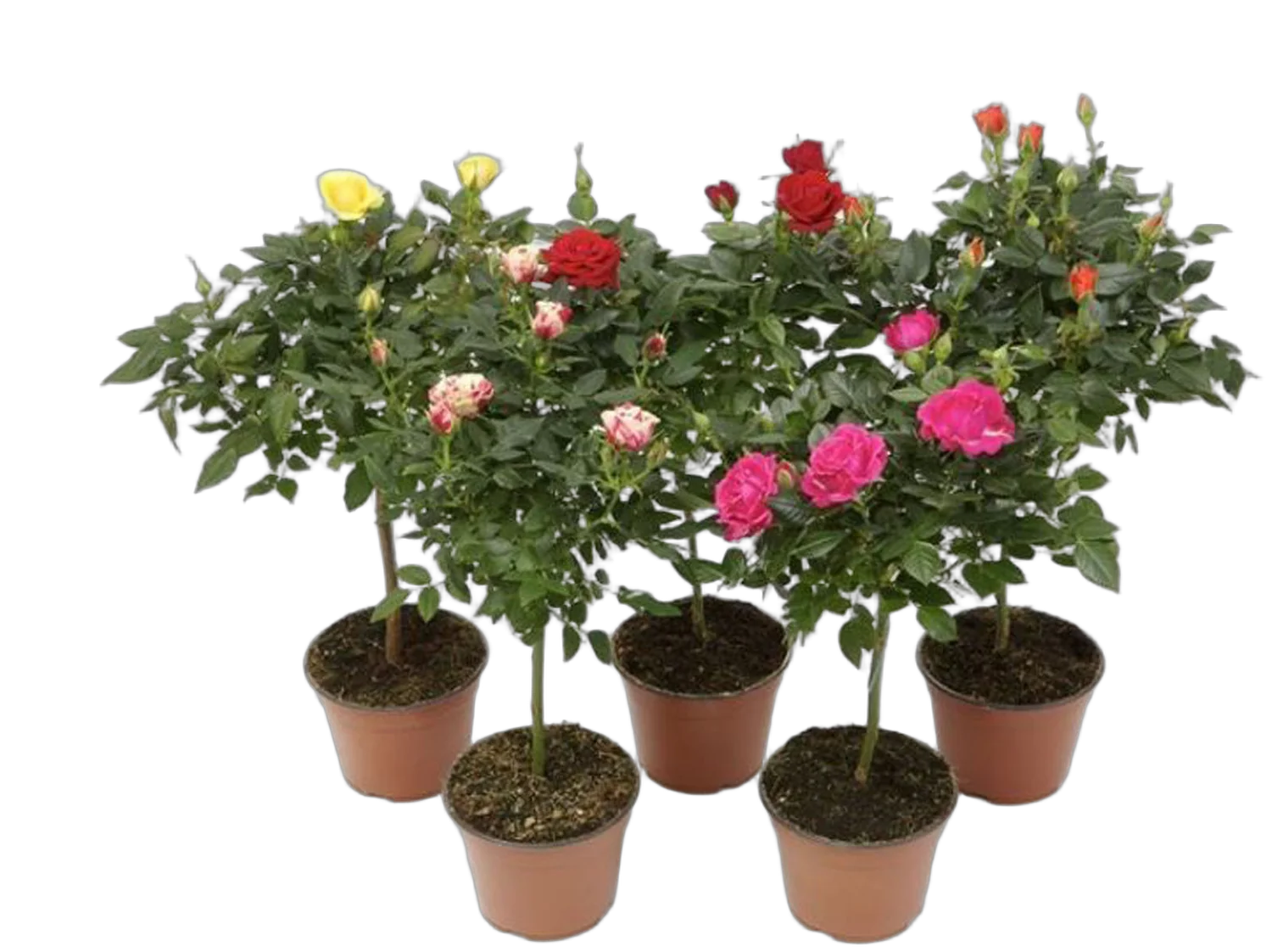 Роза на стволе (штамб)  - On Trunck D15 H45