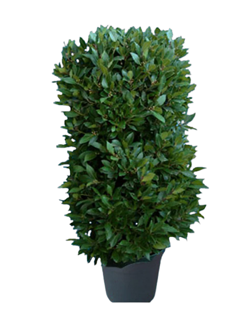 Лавр благородный колонна - Lurus nbilis D35 H200