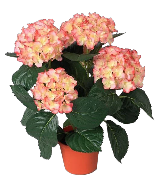 Гидрангия (Гортензия) розовая - Hydrangea Rosita D21 H45