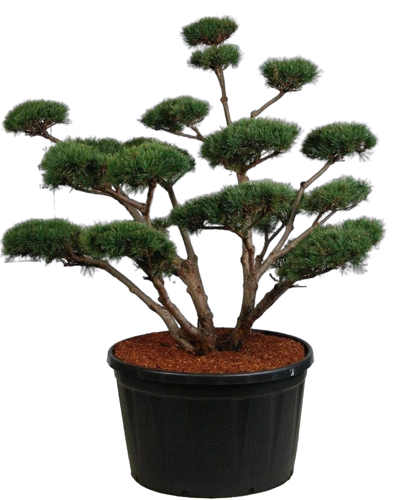 Бонсай Сосна - Bonsai Pinus sylvestris 'Watereri' D91 H220