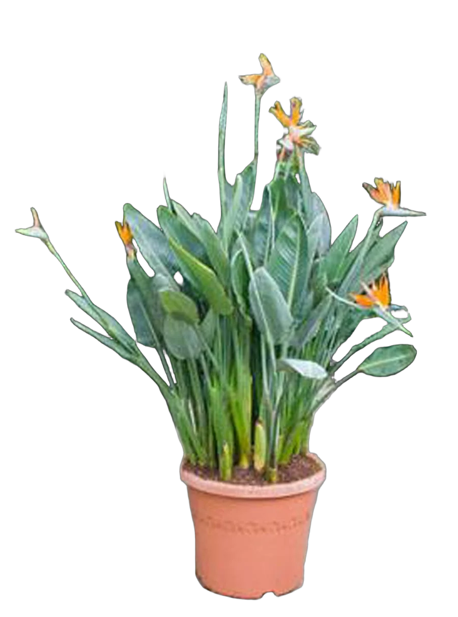 Стрелиция королевская - Strelitzia reginae D40 H220