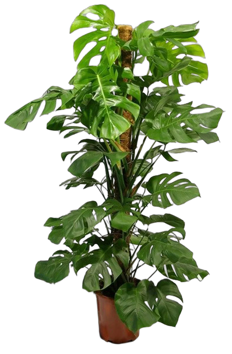 Монстера пертусум, привлекательная - Monstera Pertusum Mosspole D27 H160