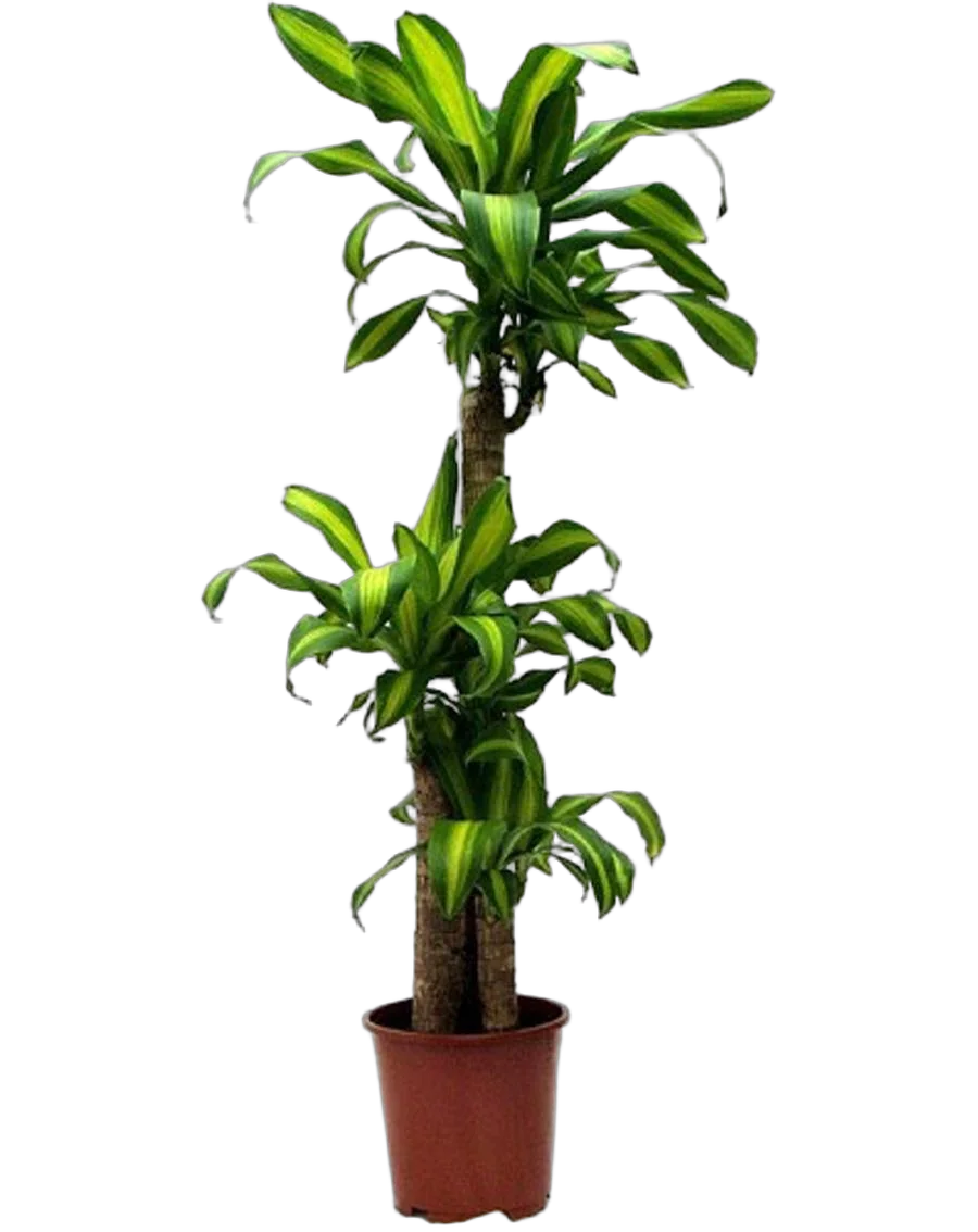 Драцена Массанжеана 4 ствола - Dracaena Massangeana D24 H130