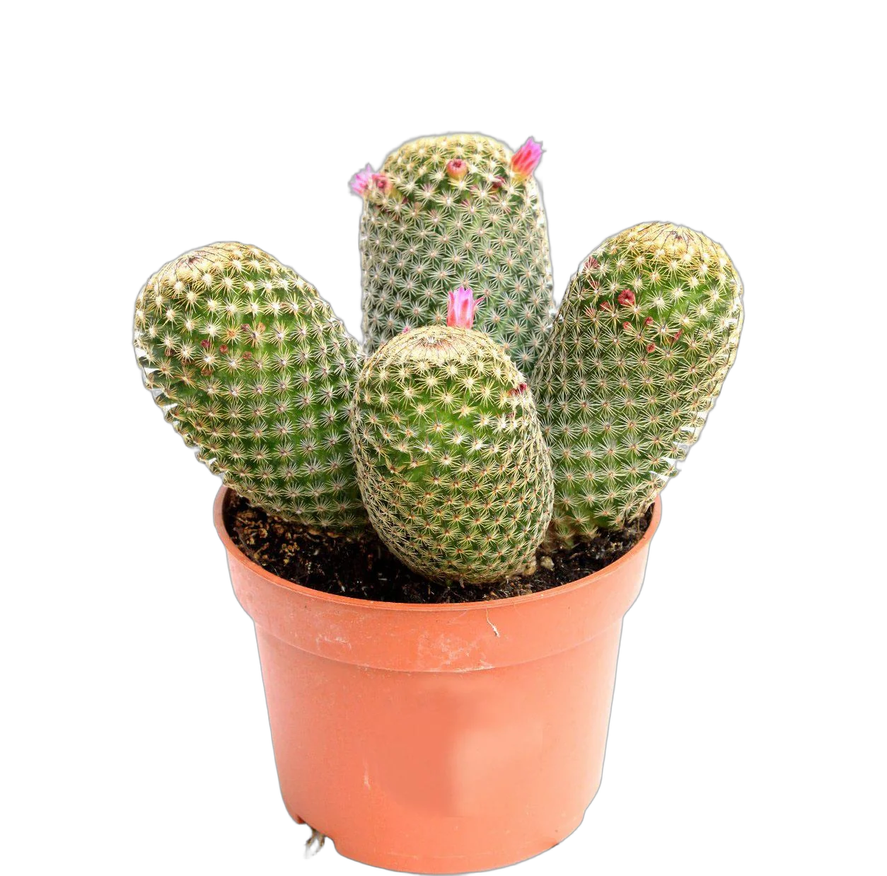 Маммиллярия -  Mammillaria D12 H18