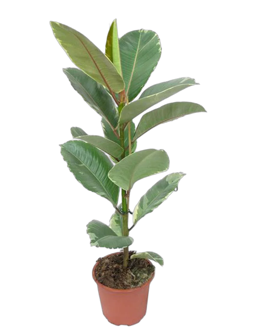 Фикус эластика или каучуконосный Тинеке - Ficus Tineke D18 H70