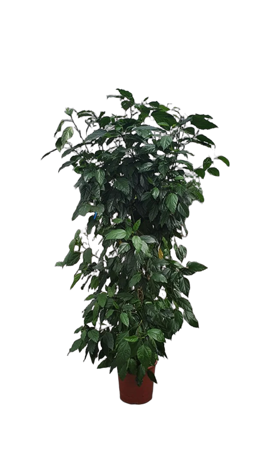 Гибискус - Hibiscus D27 H160