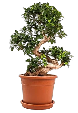Бонсай Фикус Микрокарпа - Bonsai Ficus Ginseng D35 H100