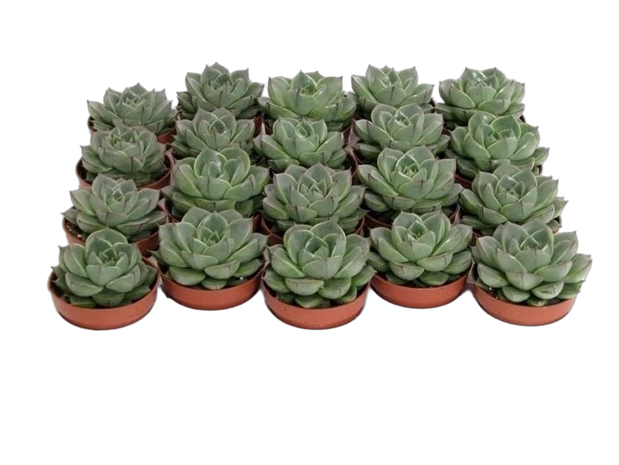 Эхеверия Фабиола - Echeveria Fabiola D5 H10