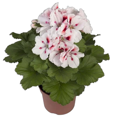 Пеларгония (герань)  королевская - Pelargonium D12 H20