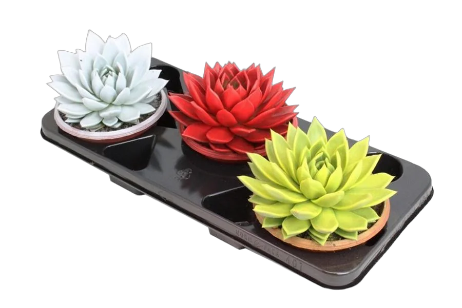 Эхеверия Миранда - Echeveria Miranda Metallic Paint D12 H15