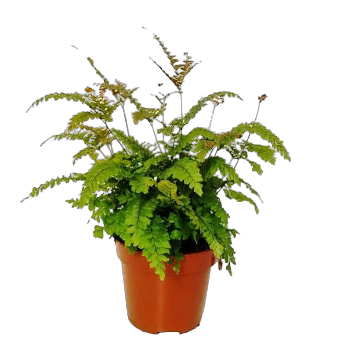 Адиантум мелкоопушенный - Adiantum hispidulum D12 H30