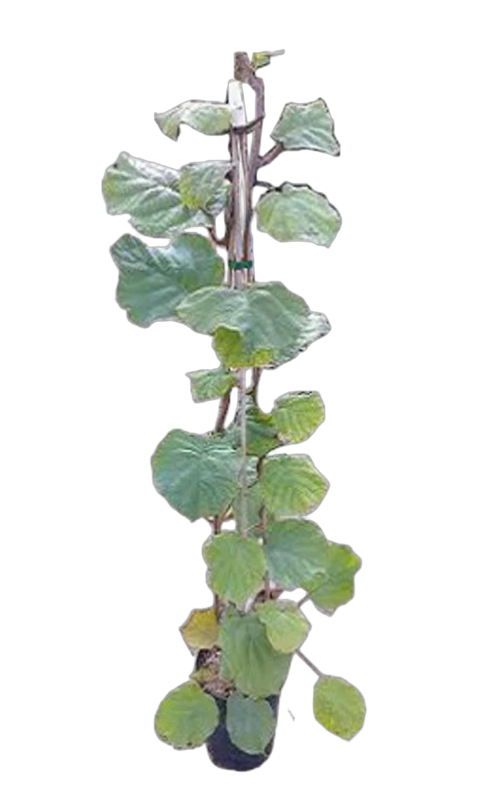 Киви (Актинидия) - Actinidia D24 H160