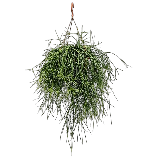 Рипсалис - Rhipsalis pulchra D15 H30