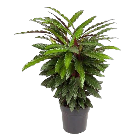 Калатея Руфибарба Вейвстар - Calathea Wavestar D27 H90