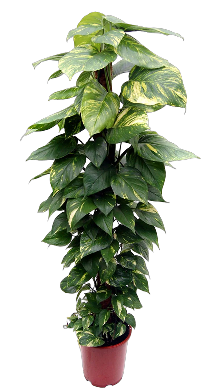 Эпипремнум Ауреум - Epipremnum Aureum D35 H180