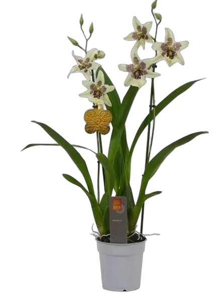 Беаллара - Beallara Tahoma Glacier Green 2 цветоноса D12 H65