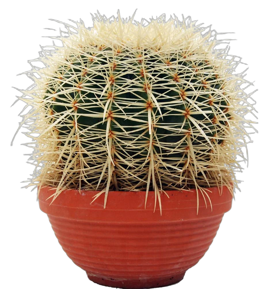 Эхинокактус Грузони (Грузона) - Echinocactus grusonii D30 H27