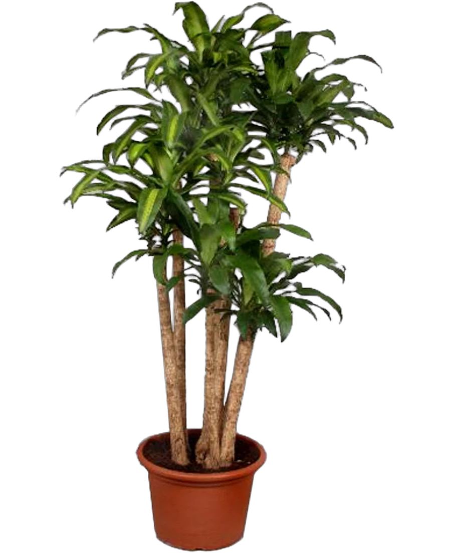 Драцена Массанжеана 4 ствола - Dracaena Massangeana D40 H210