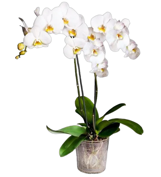 Фаленопсис Fortuna 2 цветоноса - Phalaenopsis D12 H50