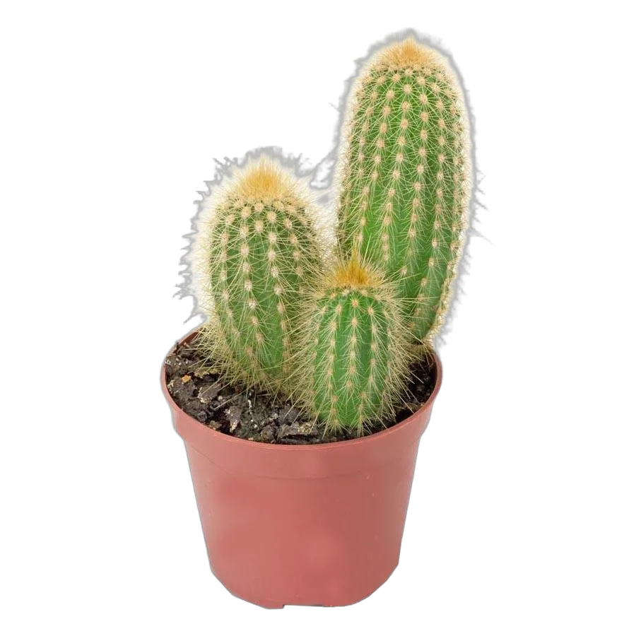 Клейстокактус Винтера - Cleistocactus winteri D15 H40