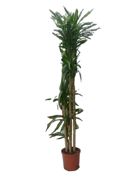 Драцена душистая Рики - Dracaena fragrans Riki  D40 H210