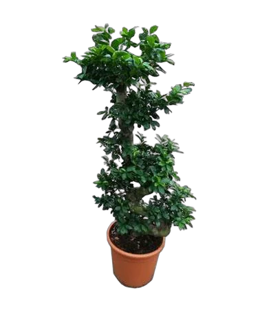 Бонсай Фикус Микрокарпа - Bonsai Ficus microcarpa D33 H120