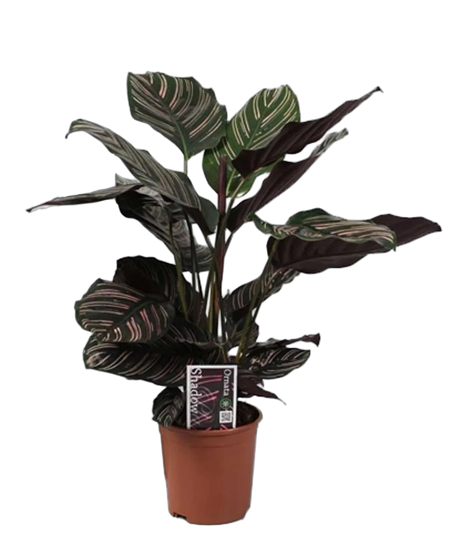 Калатея украшенная - Calathea ornata D14 H60