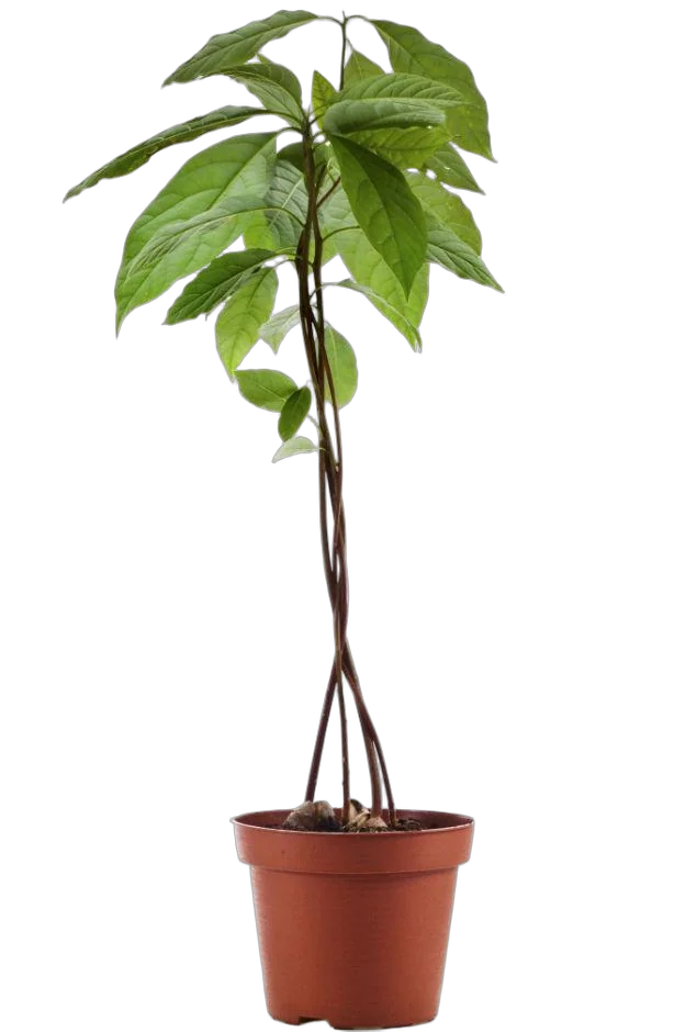 Авокадо, или Персея американская - Persea americana D19 H80