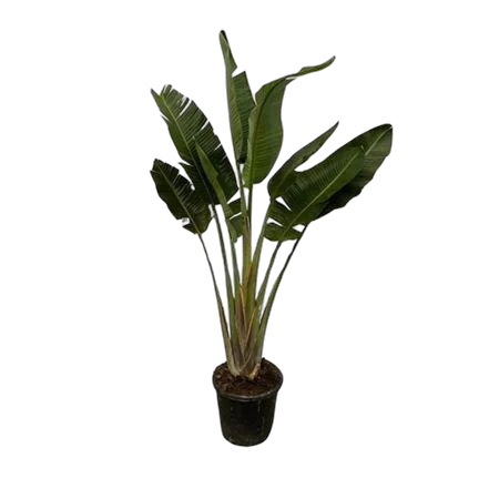 Стрелиция Августа - Strelitzia Augusta D40 H250