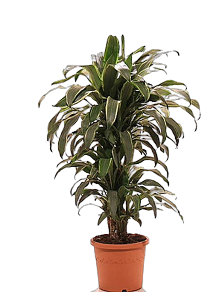 Драцена Фрагранс Санта Роза куст - Dracaena fragrans Santa Rosa D24 H130