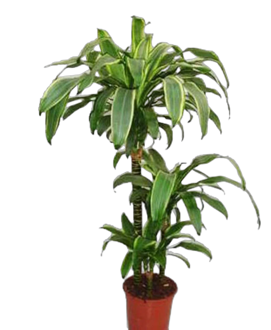 Драцена Массанжеана 4 ствола - Dracaena Massangeana D21 H110