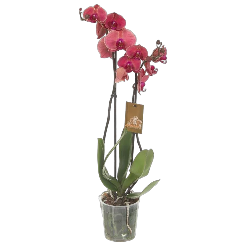 Фаленопсис гигантский 2 цветоноса - Phalaenopsis gigantea Dutch Diva D15 H90