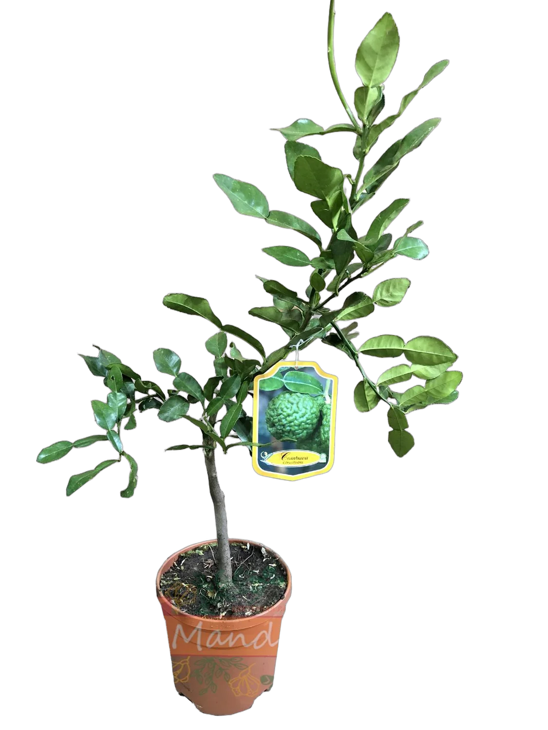 Каффир-лайм - Kaffir Limette (Citrus hystrix) D19 H60