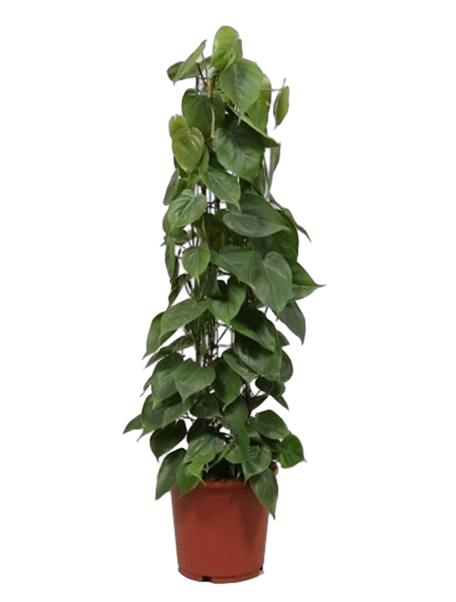 Филодендрон Сканденс, лазящий - Philodendron scandens D21 H110