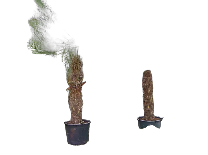 Пальма Трахикарпус - Trachycarpus D70 H390