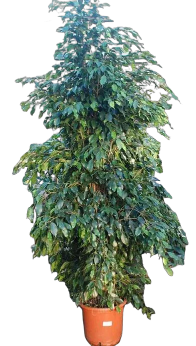 Фикус Бенджамина Даниэль - Ficus benjamina Danielle D40 H210