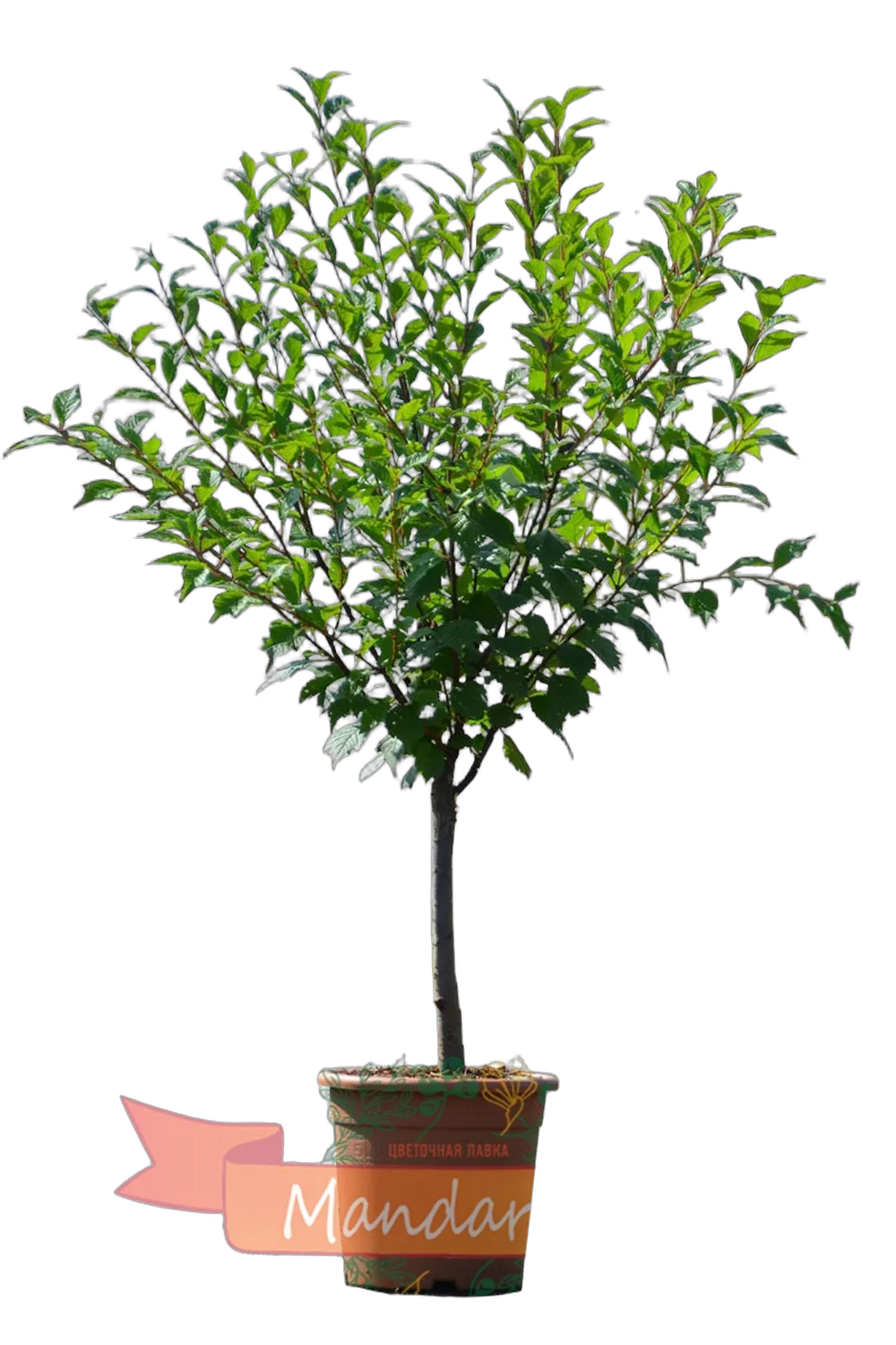 Мускатный орех - Myristica fragrans D21 H80