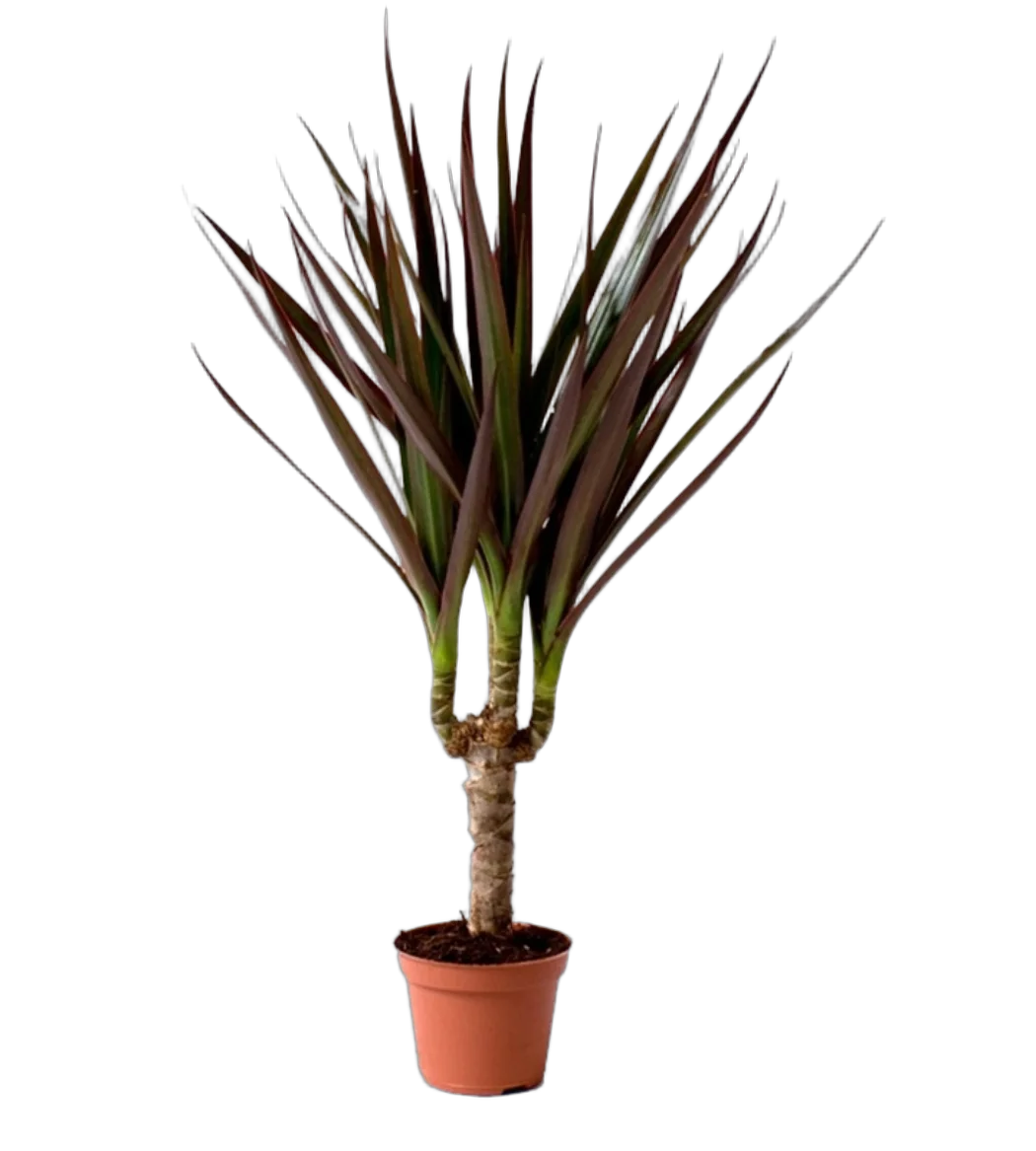 Драцена Маргината Маджента - Marginata magenta D12 H35