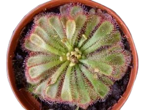 Росянка Алиции (Drosera aliciae)  D9 H15