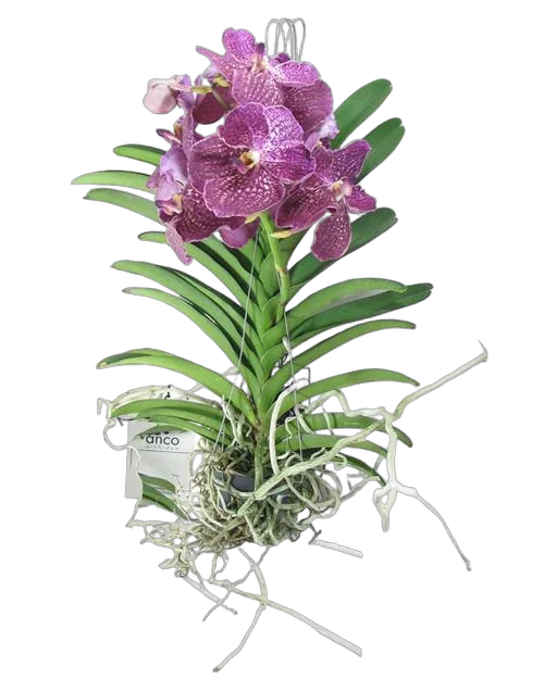 Ванда Сунанда Кримсон - Vanda Sunanda Crimson Red H90