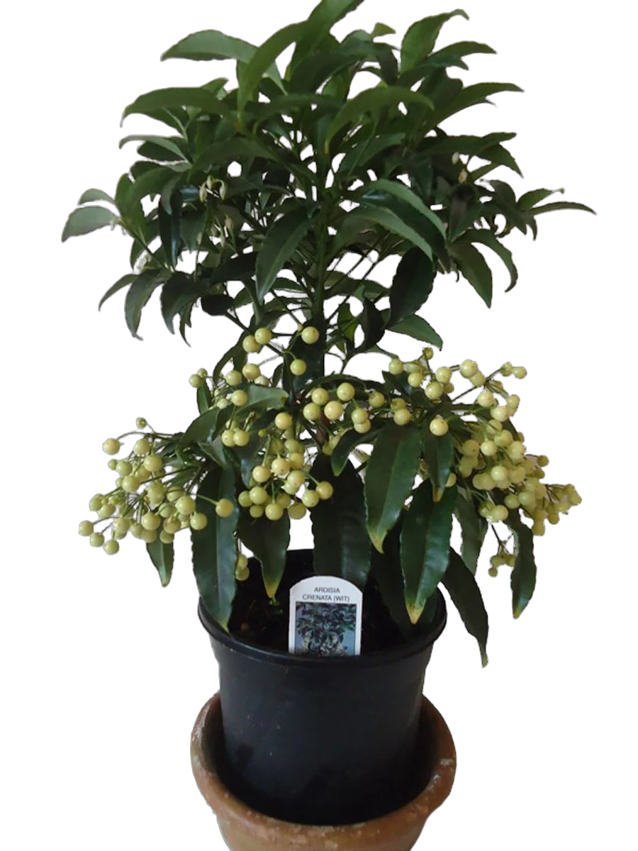 Ардизия - Ardisia D12 H35