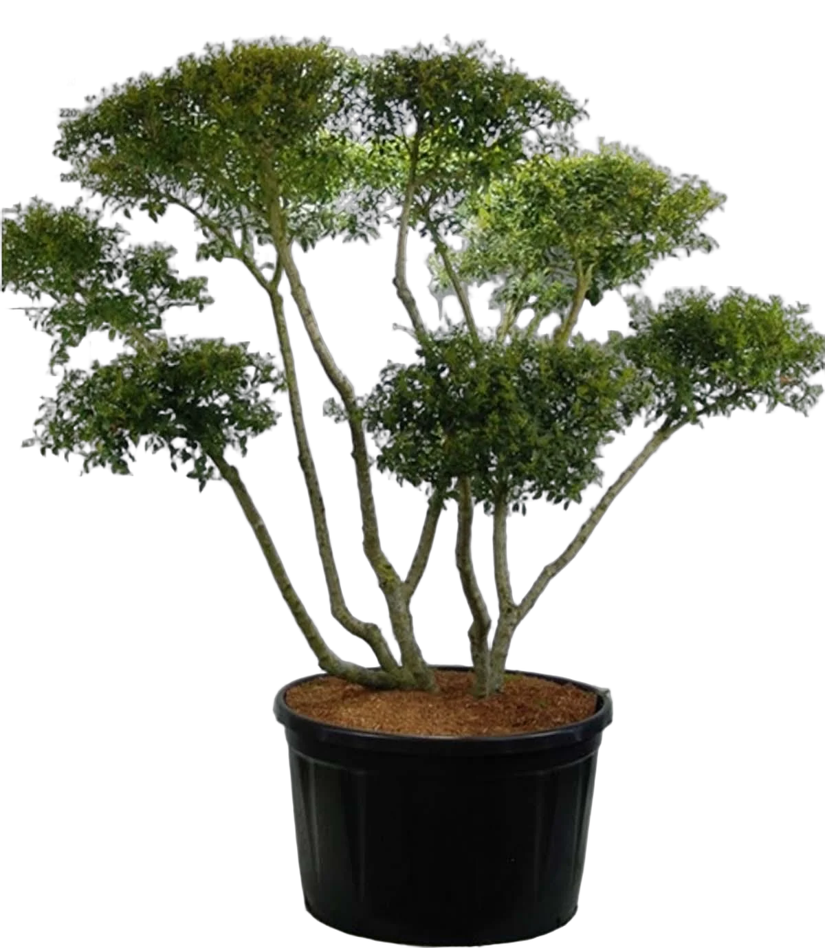 Османтус гибридный Бурквуда - Osmanthus Burkwoodii H97 D200