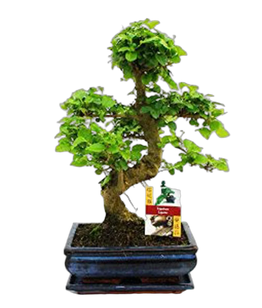 Бонсай Лигуструм D15 H25