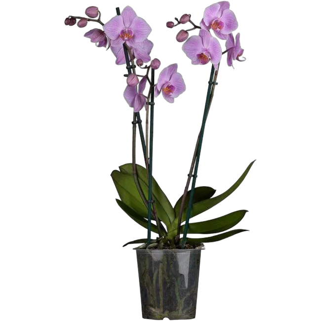 Фаленопсис гигантский 3 цветоноса - Phalaenopsis gigantea Charleston D15 H90