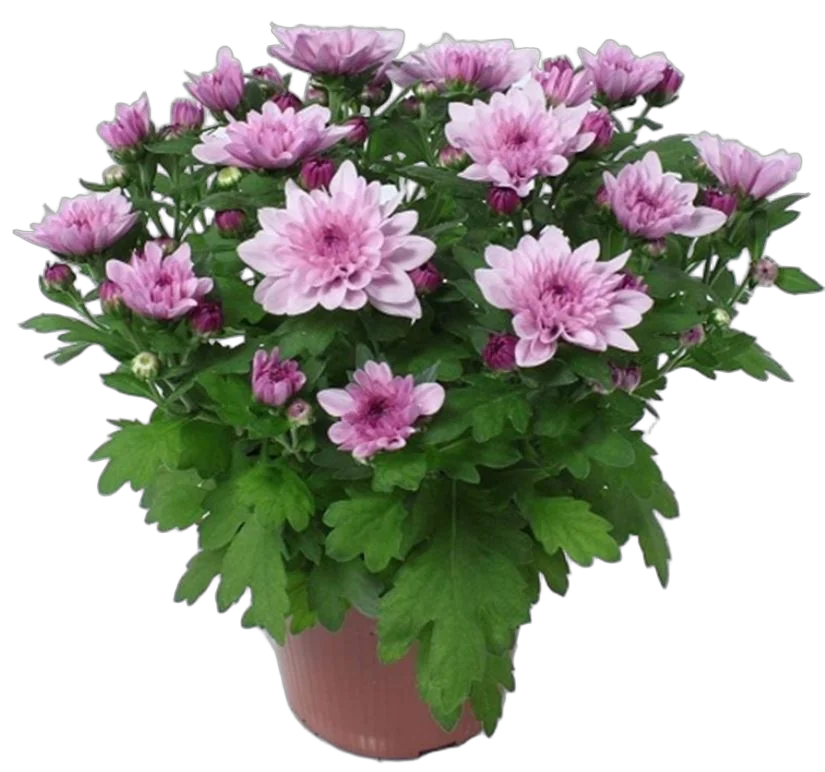 Хризантема розовая - Chrysanthemum Indicum Grp Mount Ventoux D15 H30