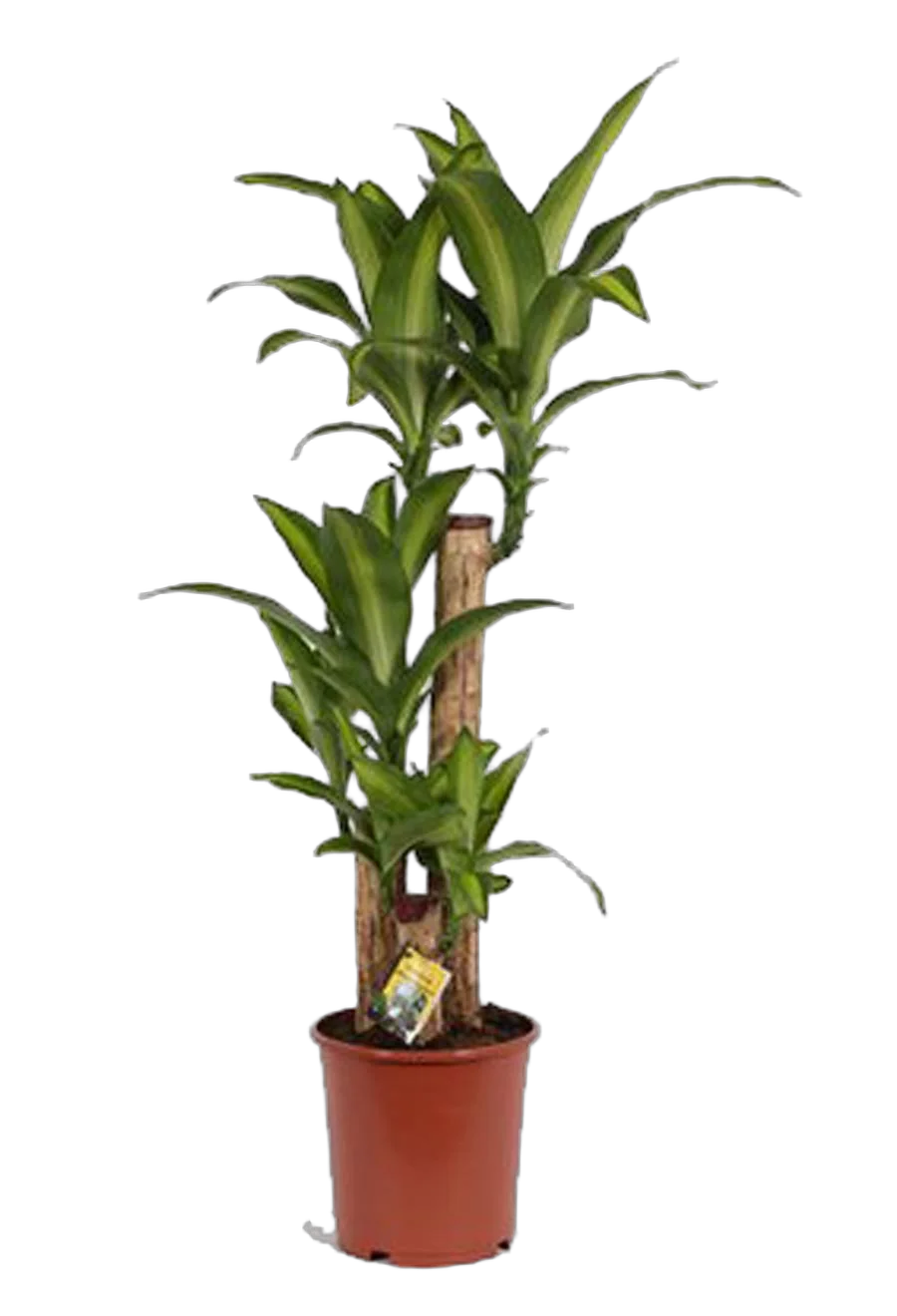 Драцена Массанжеана 3 ствола - Dracaena Massangeana D18 H70