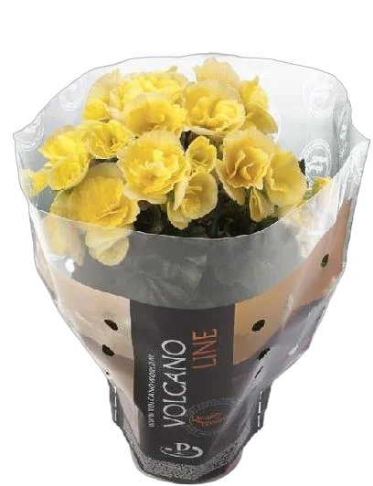 Бегония Клара белая - Begonia Elatior Hf Clara D12 H30